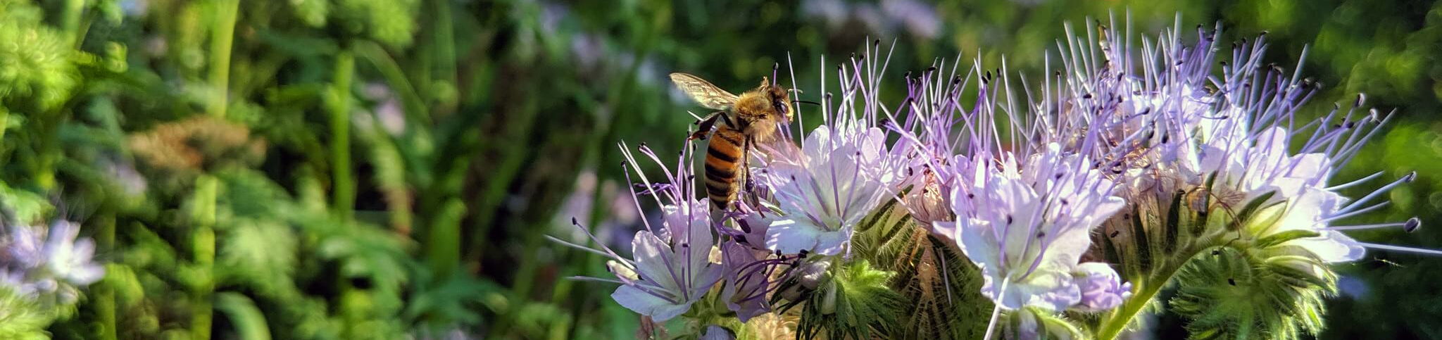 Biene auf lila Phacelia-Blüte