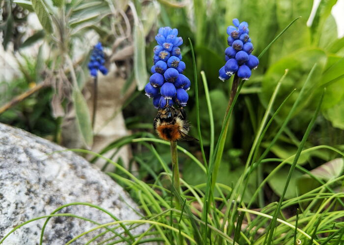 Hummel an blauer Traubenhyazinthe